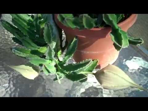 how to fertilize prickly pear