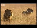 BBC: Lion Out of Africa? Why are all the lions disappearing?