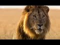 BBC: Lion Out of Africa? Why are all the lions disappearing?