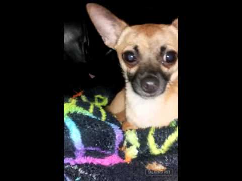 Get that camara out of my face%28dog version%29