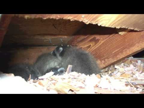 how to get squirrels out of dryer vent