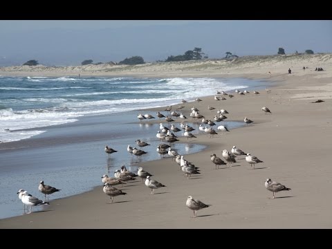 Video for Moss Landing State Beach