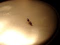 The Ant