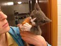 hungry kitty