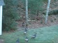 Turkeys at Hunt's in Mashpee, MA part 2