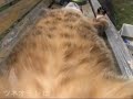 ベンチで眠るツネオ君♪ sleep cat tsuneo