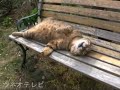 ベンチで眠るツネオ君♪ sleep cat tsuneo