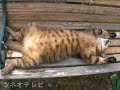 猫部ねこ