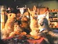 La llama que llama 15 - Di zdruki se szdruki
