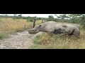 African Safari Amazing Wildlife Kenya Earthwatch 6
