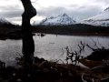 Ushuaia beaver