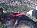 The Dog Walk The Dog Walk