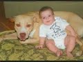 American Pittbulls American Pittbulls