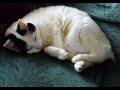 depressed cats depressed cats