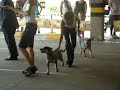 sentinela-farrapo-australian-cattle-dog.html