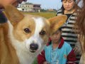 柯基犬肥屁和小馬先生(Welsh Corgi Febby and a pony)
