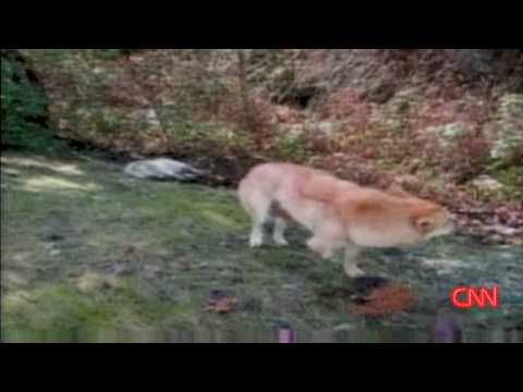 3 Legged Dog Refuses to Leave Mom.