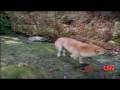 3-Legged-Dog-Keeps-V