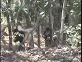 Chorrera Paintball
