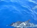 dolphins love ARIN