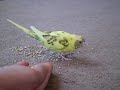 Click here to watch this video セキセイインコのヒナちゃん大人の餌を食べる
