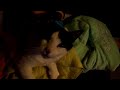 Brushing the Cat