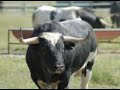 El toro en el campo 2007