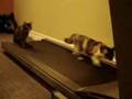 Cat-On-Treadmill