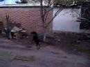 a la caza del gato negro
