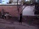 a la caza del gato negro