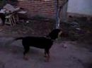 a la caza del gato negro