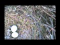 Richmond Eagles Mom Startled Off Her Eggs 2-13-12 4:48pm EST