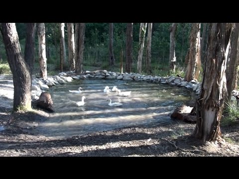 how to dye ducklings