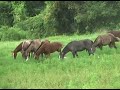 SENTIMIENTO EN EL CONUCO  -  CARLOS RICO