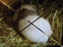 Lun Lun & Cub (21 days old)