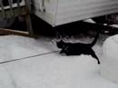 A Cat Playing in the Snow
