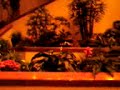Video 0015