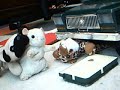 Beanie babies adventures!! Beanie babies adventures!!