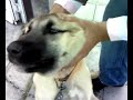 kangal yavrusu belcika sahibi erdem kangal yavrusu belcika sahibi erdem