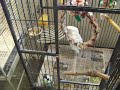 Spike, Umbrella Cockatoo-Resident at the shelter 1