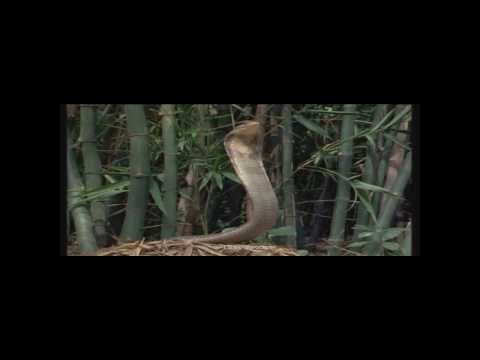 mongoose - vid : NG