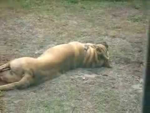 mops kangal
