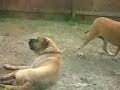 MASTIFF is a KURDISH DOG RACE and IT IS NOT ENGLISH