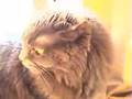 Angry Cat
