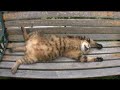 Tsuneo the cat ~daydream