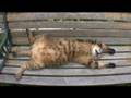 Tsuneo the cat ~daydream