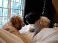 うたう犬動画
