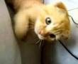 Cute Cat