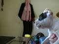 Connor gets mad at puppies on internet
