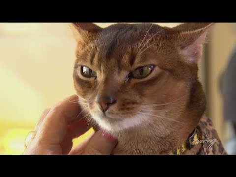 Meet Abner, the rockstar of pet therapy cats - KING 5 Evening